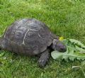 Spur Thighed : Female approx 90 years old (Tootles)